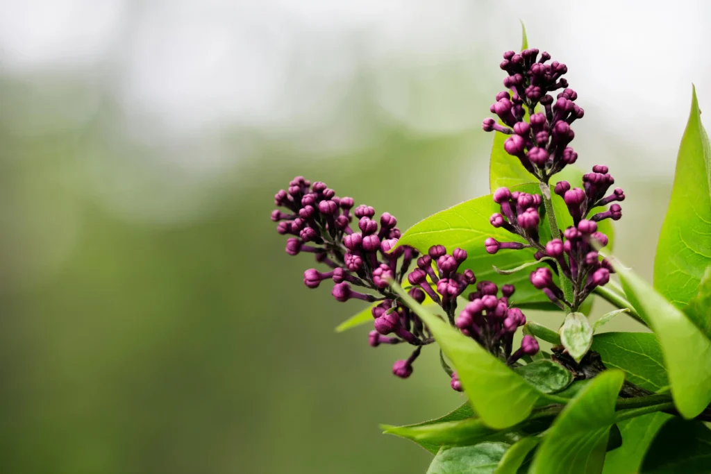 American Elderberry