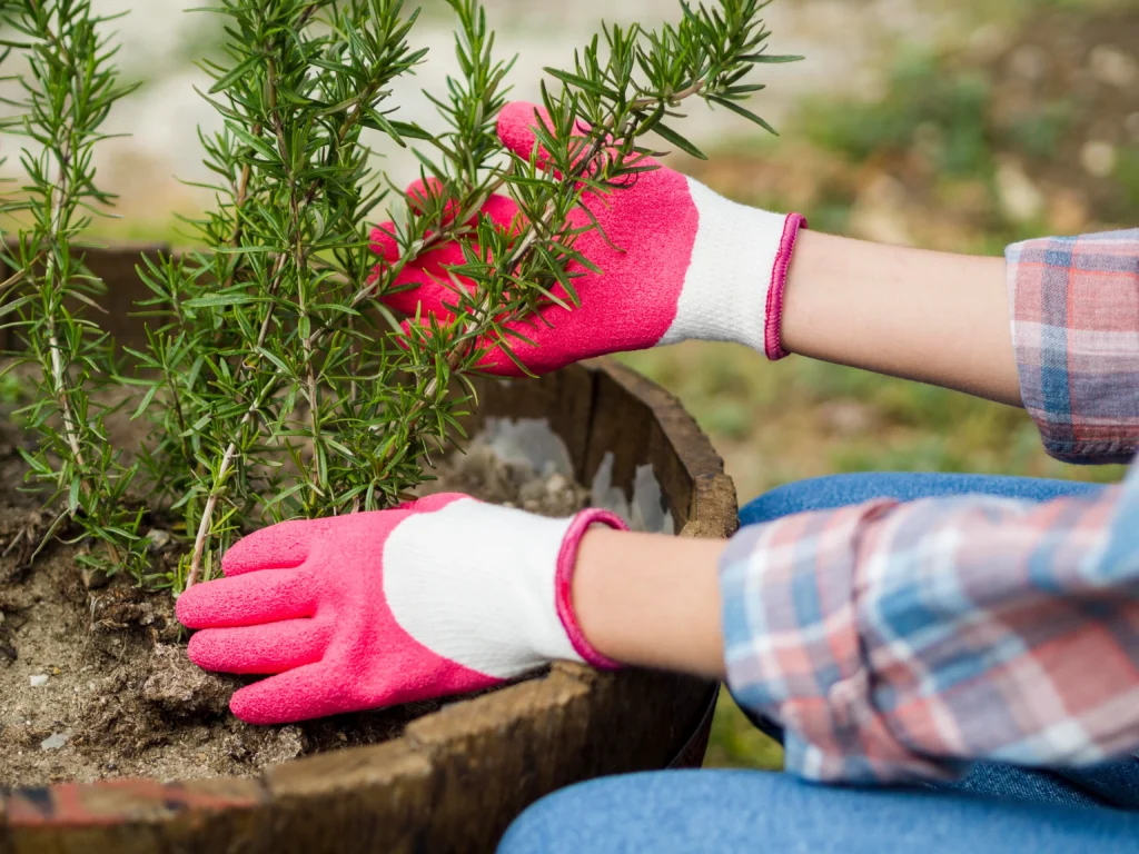 How to Grow and Care for Rosemary