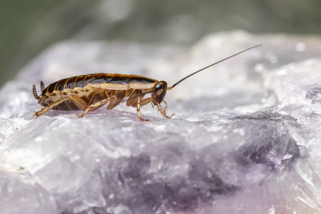 Types of Roaches