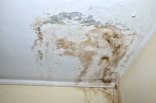 How to Prevent Mold in Florida Homes: 11 Practical Tips